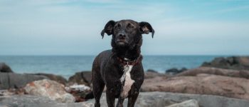 Corgi Lab mix on sea rock