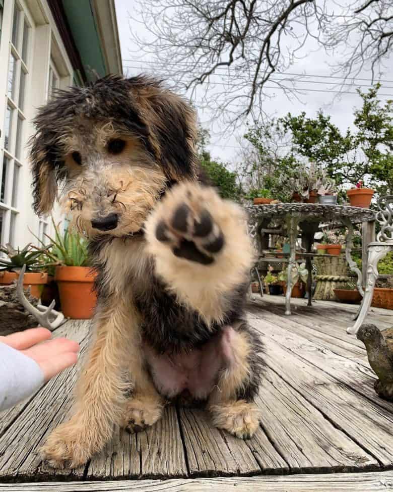 Cute and playful Airedoodle