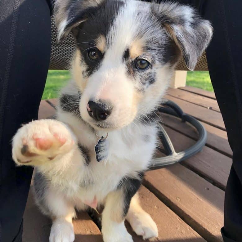 Cute Australian Shepherd Husky mix puppy
