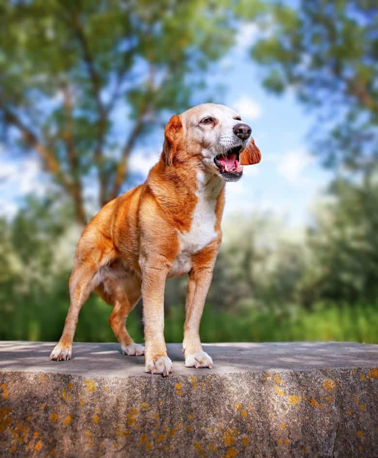 Basset Hound Beagle mix barking