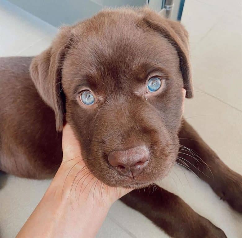 Blue-eyed Chocolate Labrador puppy