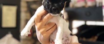 Cute Bullhuahua mix dog