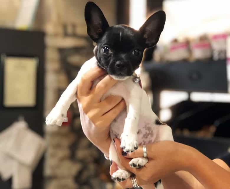 Cute Bullhuahua mix dog