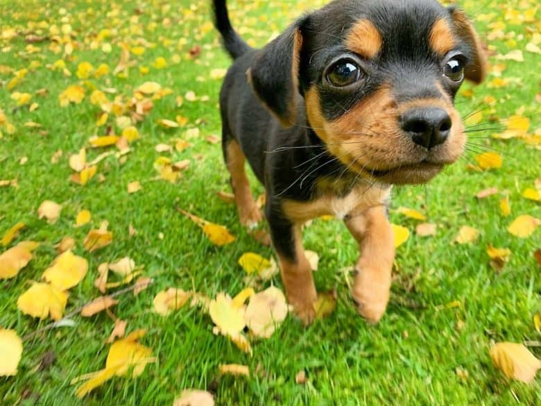 The cute Chipin pup