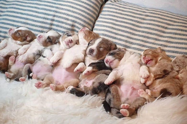 Cute Miniature American Shepherd puppies sleeping