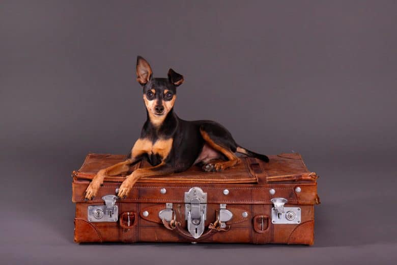 Cute Miniature Pinscher on leather suitcase