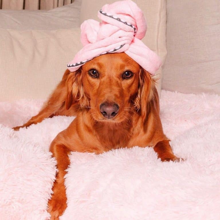 57 of the best Labrador Retriever Mixes for everybody K9 