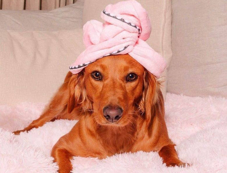 Fresh Dachsador mix dog portrait