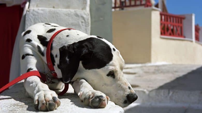 Dalmatian basking in the morning sun