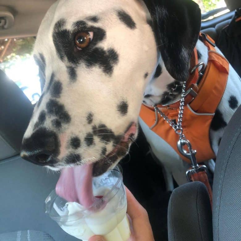 Dalmatian dog eating ice cream
