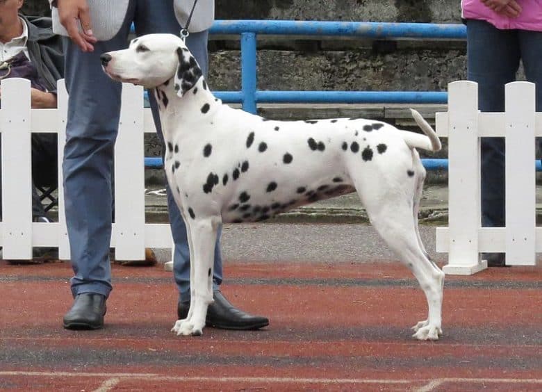 Dalmatian posing side view in a dog show