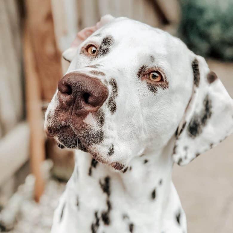 Dalmatian in white and liver color