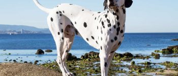 Dalmatian dog on the beach
