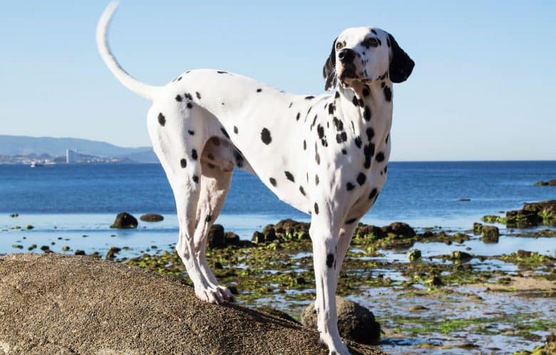 Dalmatian dog on the beach