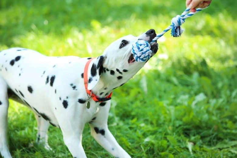 Dalmatian playing his rope toy
