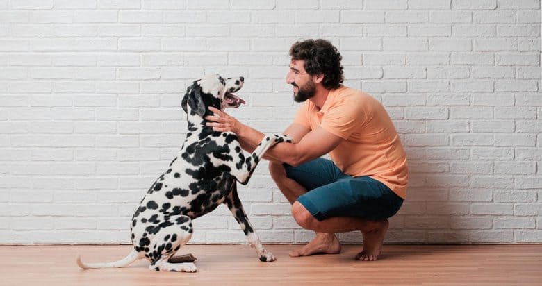 Dalmatian playing with his owner