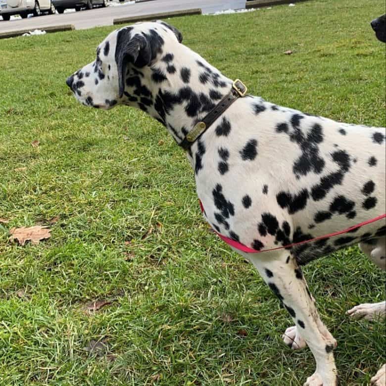 Dalmatian in a side view portrait