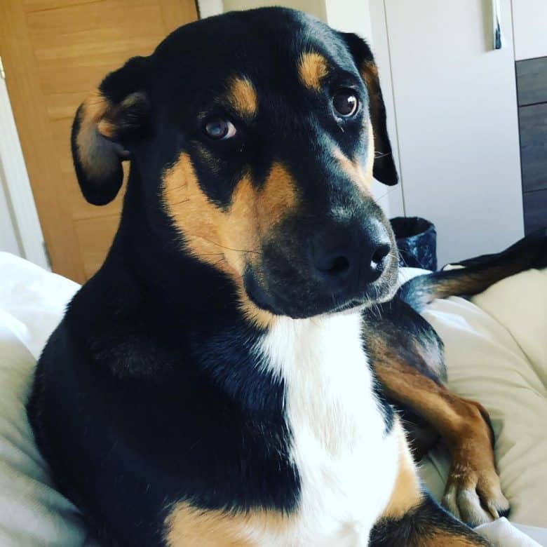 Doberman Husky mix