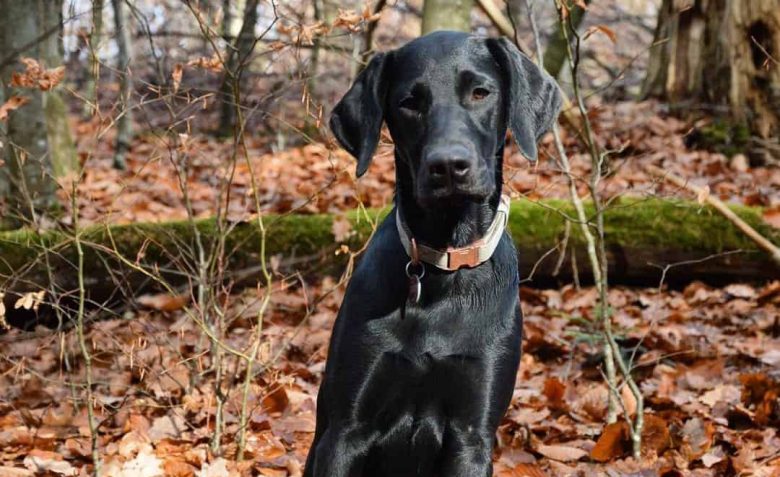 Doberdor mix dog sitting in the woods