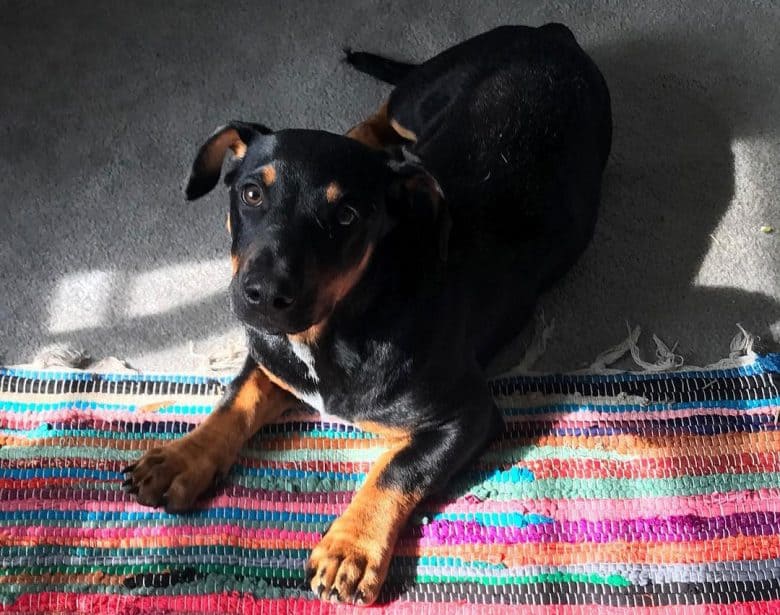 36 Basset Hound Mixes To Fall In Love With Right Now K9 Web