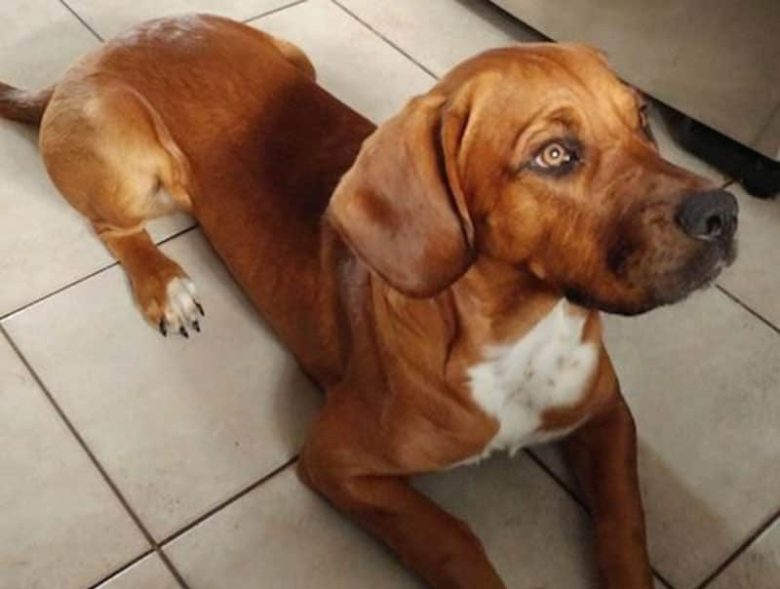 Dogue de Bordeaux and Basset Hound mix