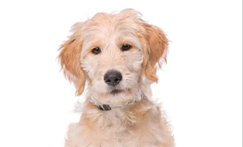 Adorable Labradoodle mix dog portrait