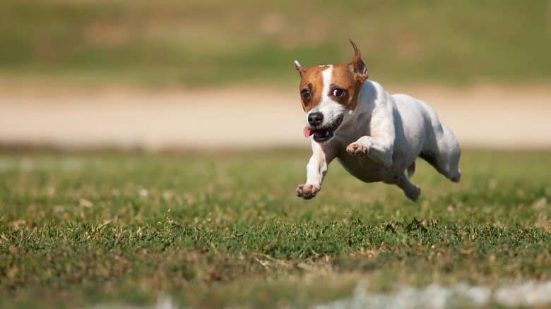 Energetic Jack Russell Terrier running