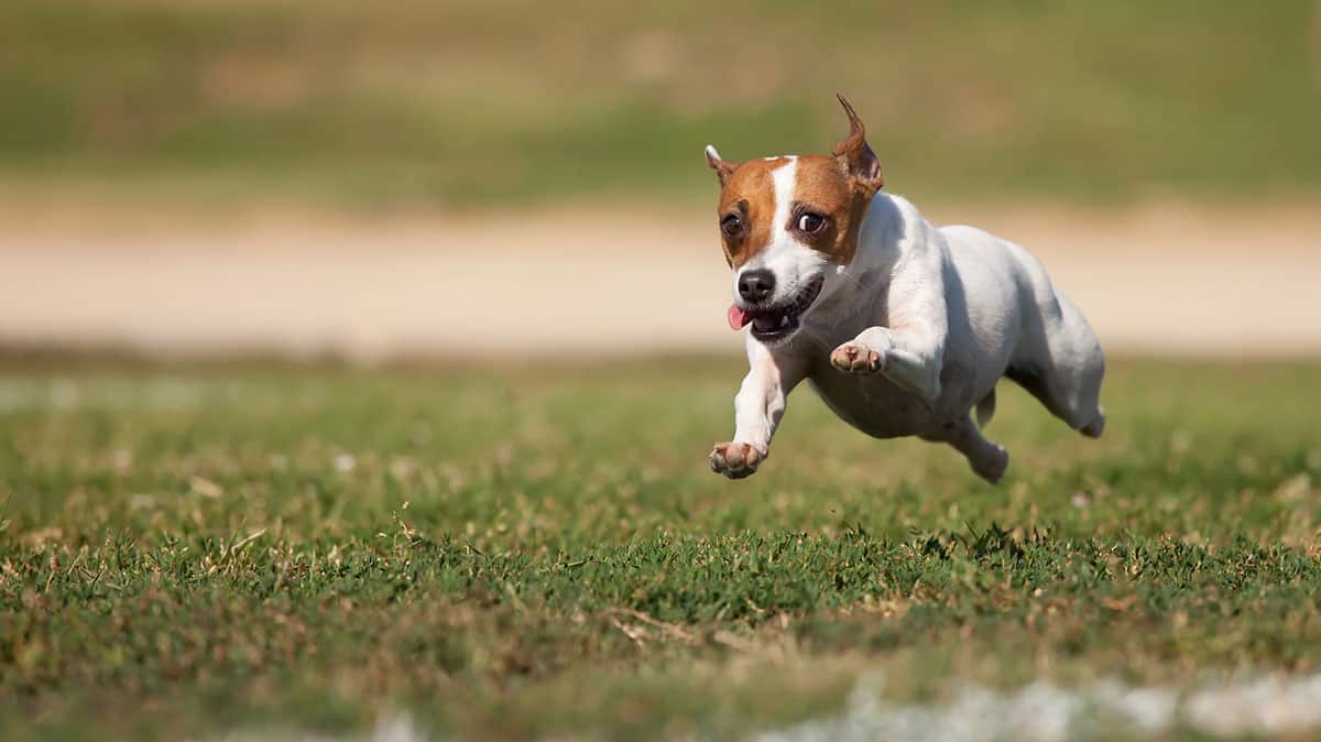 Jack Russell Terriers The energetic, keen, and intelligent dog breed K9 