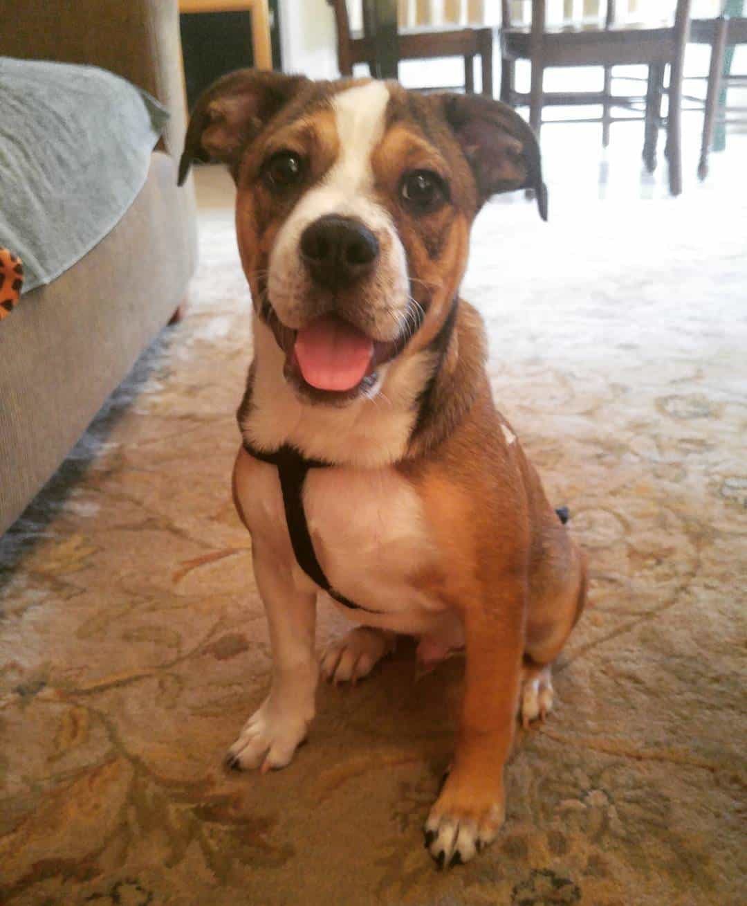 Bullhuahuas: Are they good family dogs to have? - K9 Web