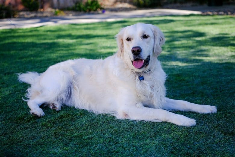 Adorable English Cream Golden Retriever