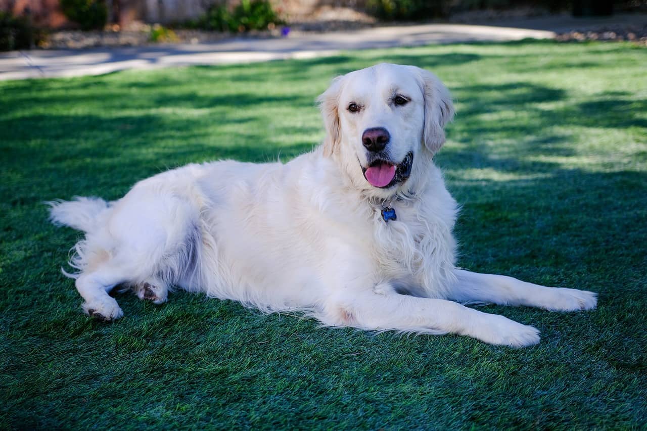 Is the English Cream Golden Retriever the better Goldie?