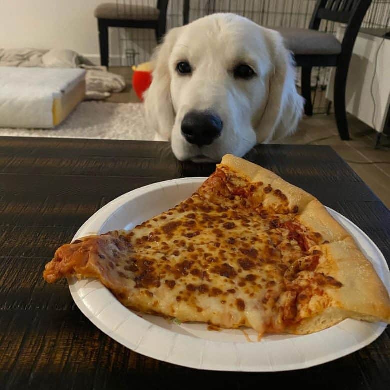English Cream Golden Retriever looking at pizza