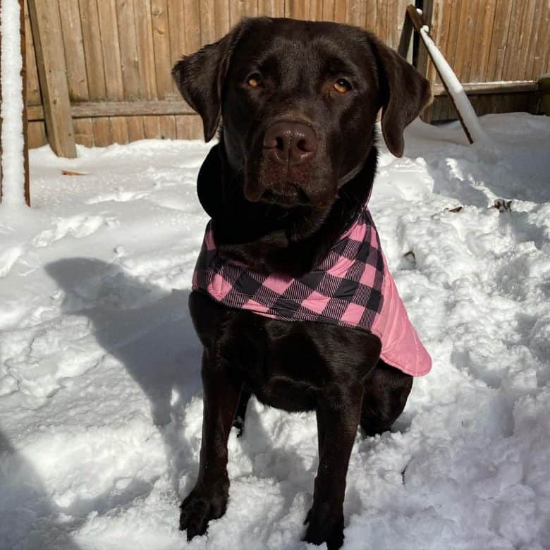 English Labrador wearing scarf