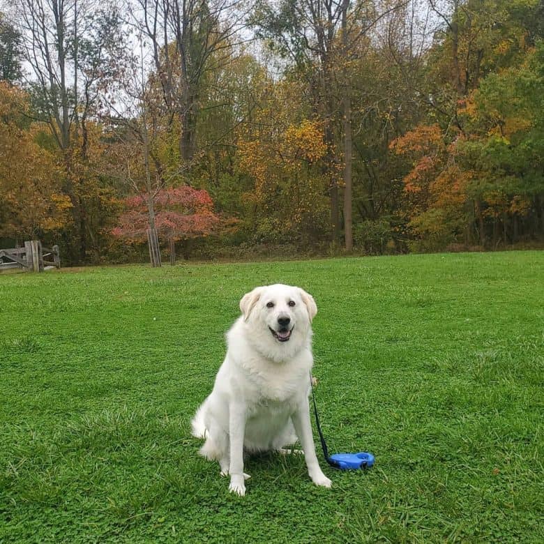 Fat Great Pyrenees Lab mix