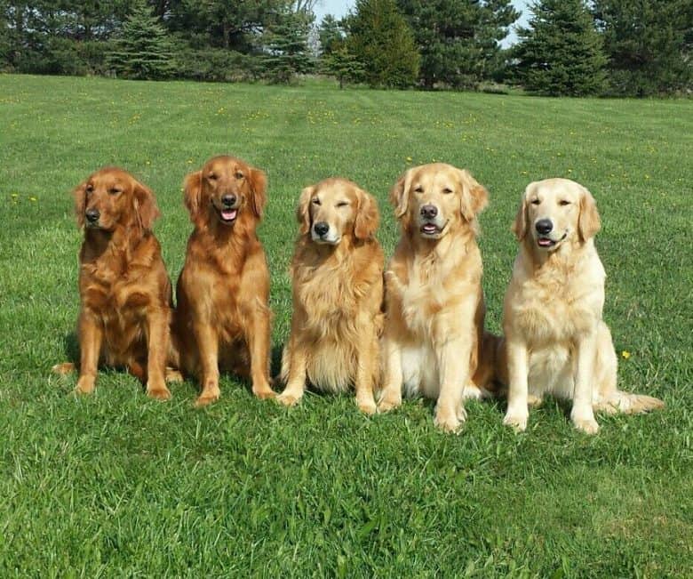 Five Golden Retrievers