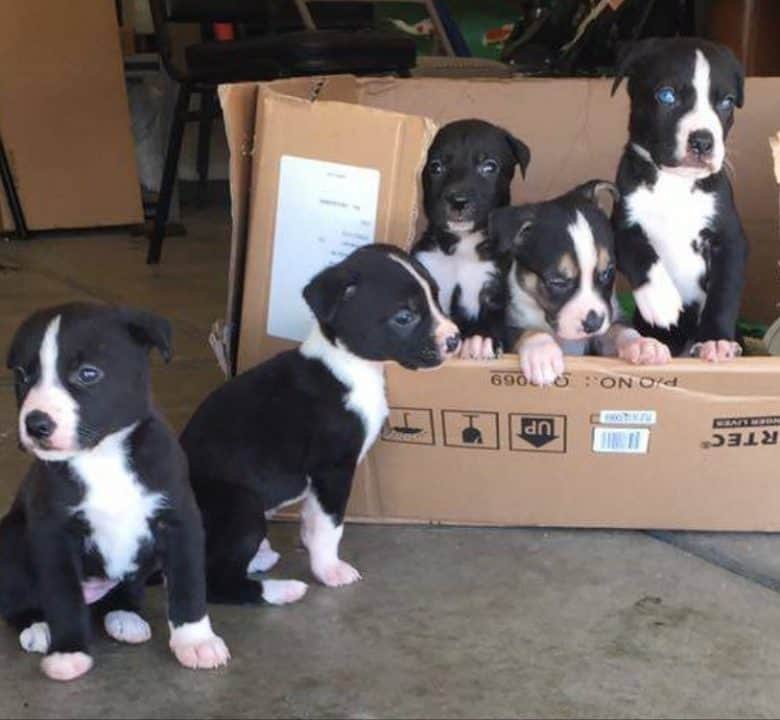 Five Malamute Pitbull mix puppies