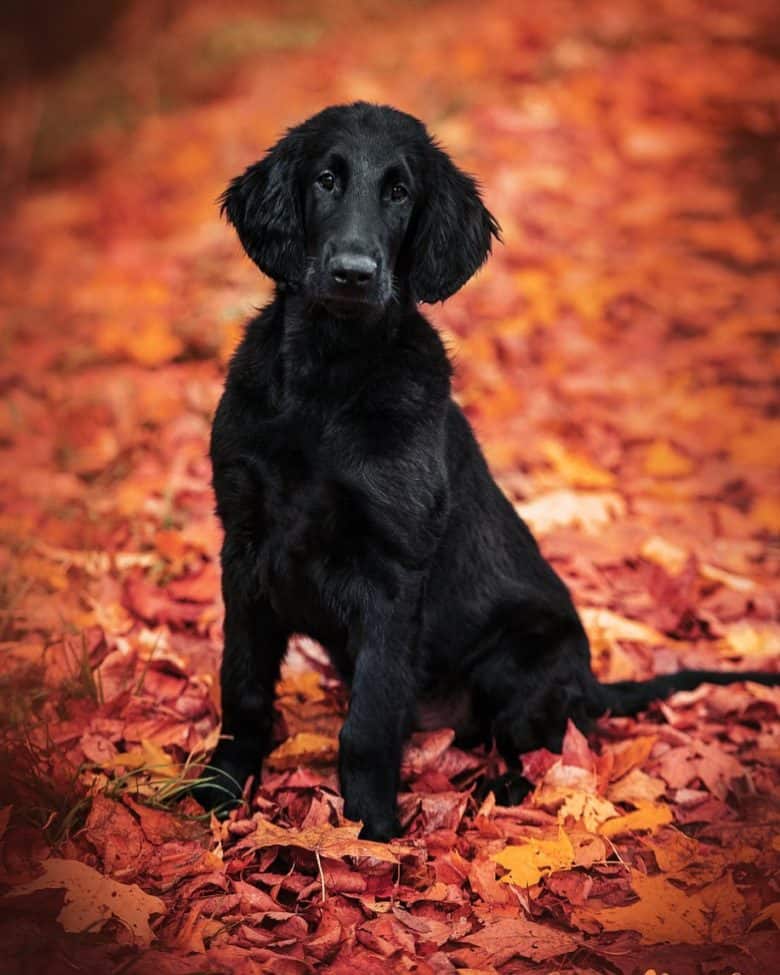 Flat-Coat in the autumn field