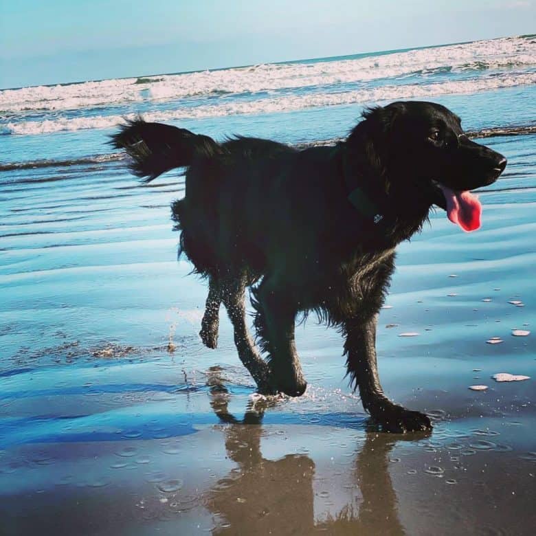 Flat-Coat playing in the beach