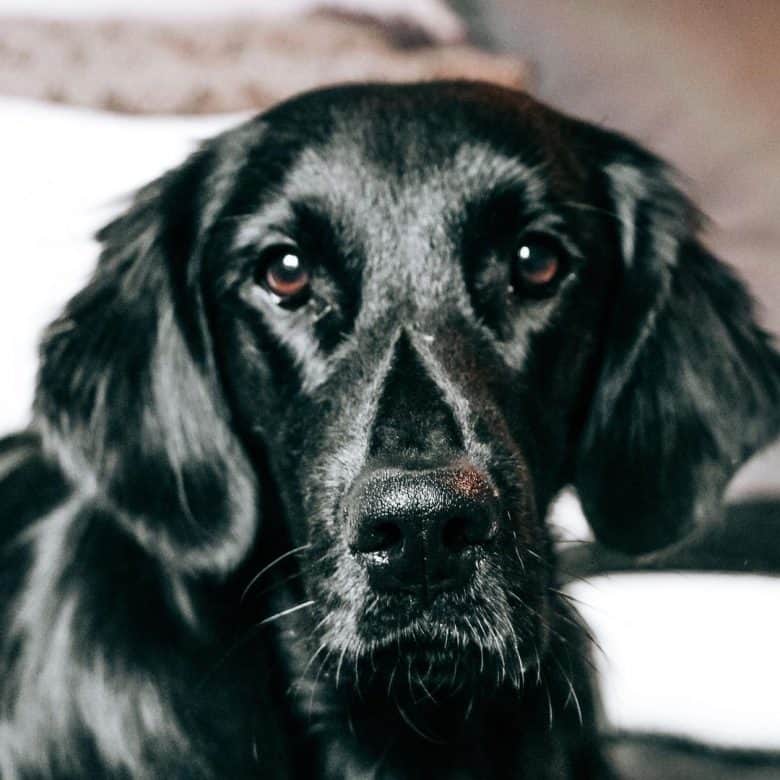 Flat-Coated Retriever close-up portrait