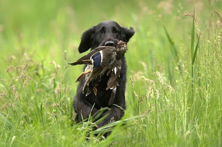 Flat-Coated Retriever hunting wild duck