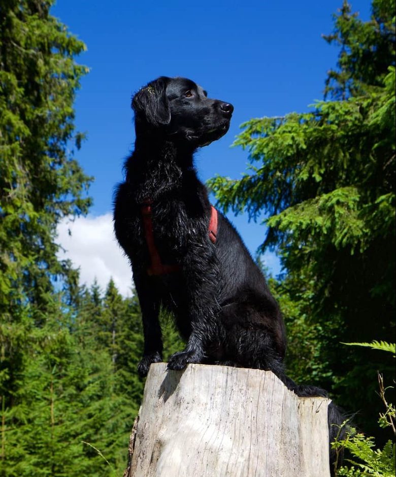 Flat-Coated Retriever in the forest