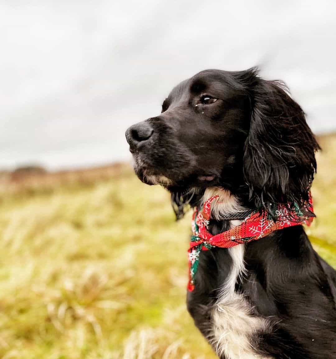 Is the FlatCoated Retriever the right canine companion for you? K9 