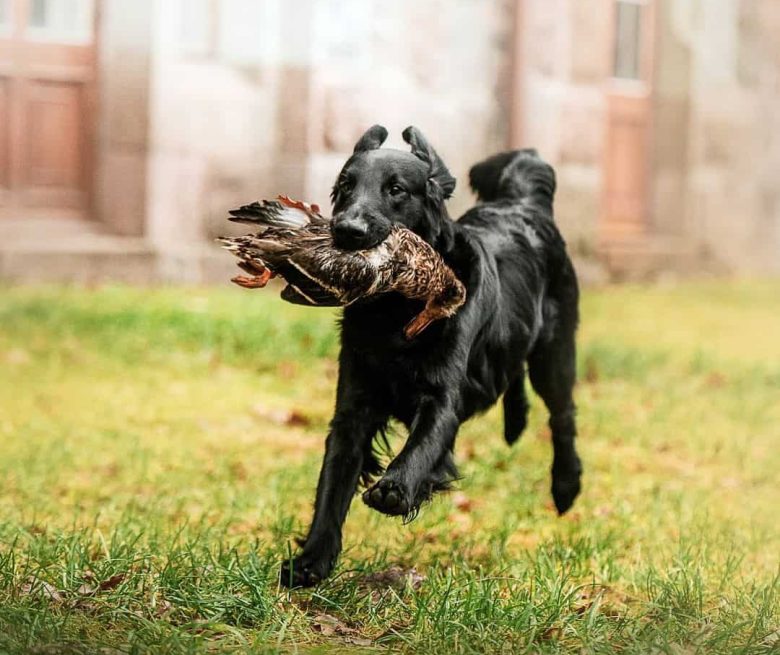 Flat-Coated Retriever running with wild duck