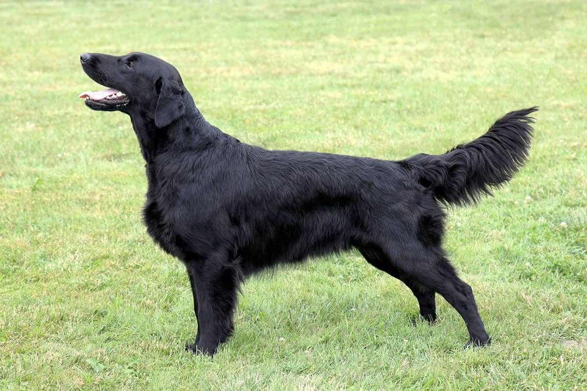 Is the FlatCoated Retriever the right canine companion for you? K9 
