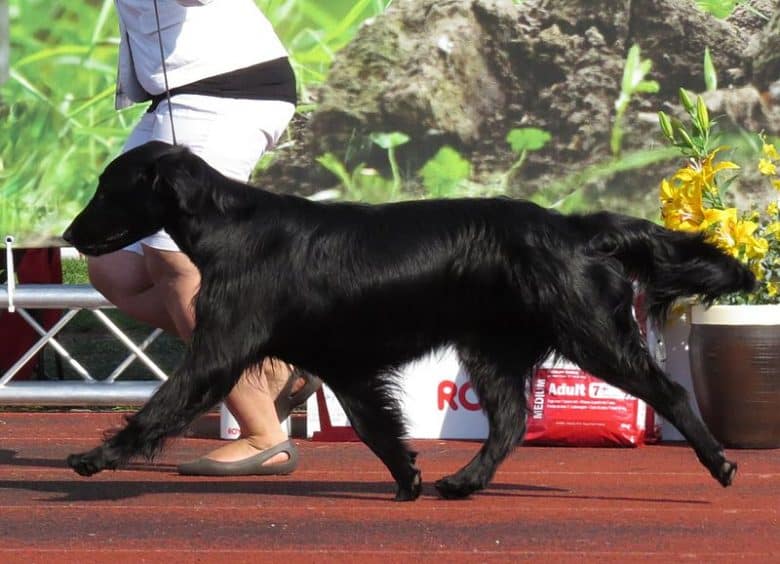 Flat Coat walking with the owner