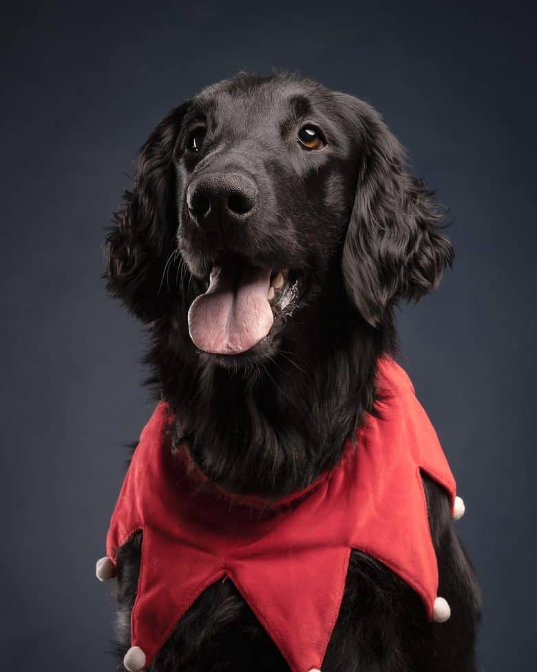 Flat-Coated Retriever with scarf