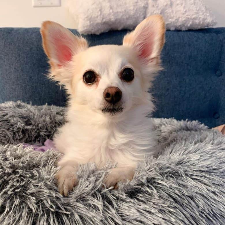 The fluffy Pomchi