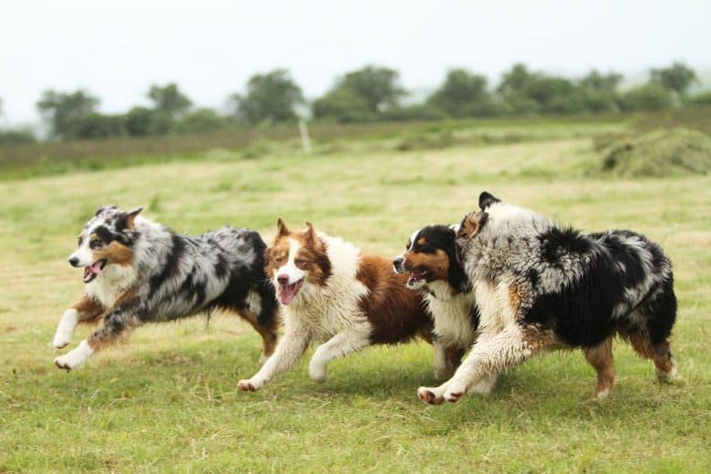 Four Australian Shepherd dogs running
