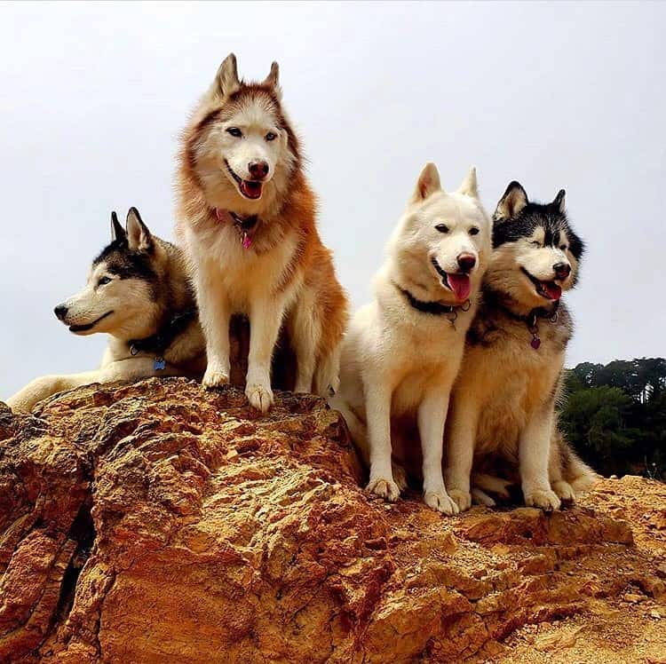 Four Siberian Huskies with different colors
