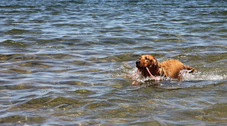 Red Labrador swimming